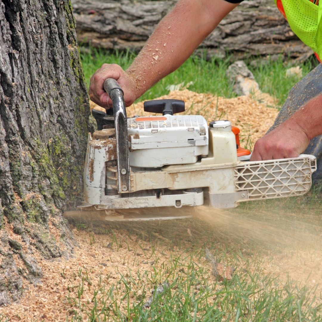 Certified arborist in Paducah, KY cutting a tree for removal – Trust us for reliable and efficient tree service