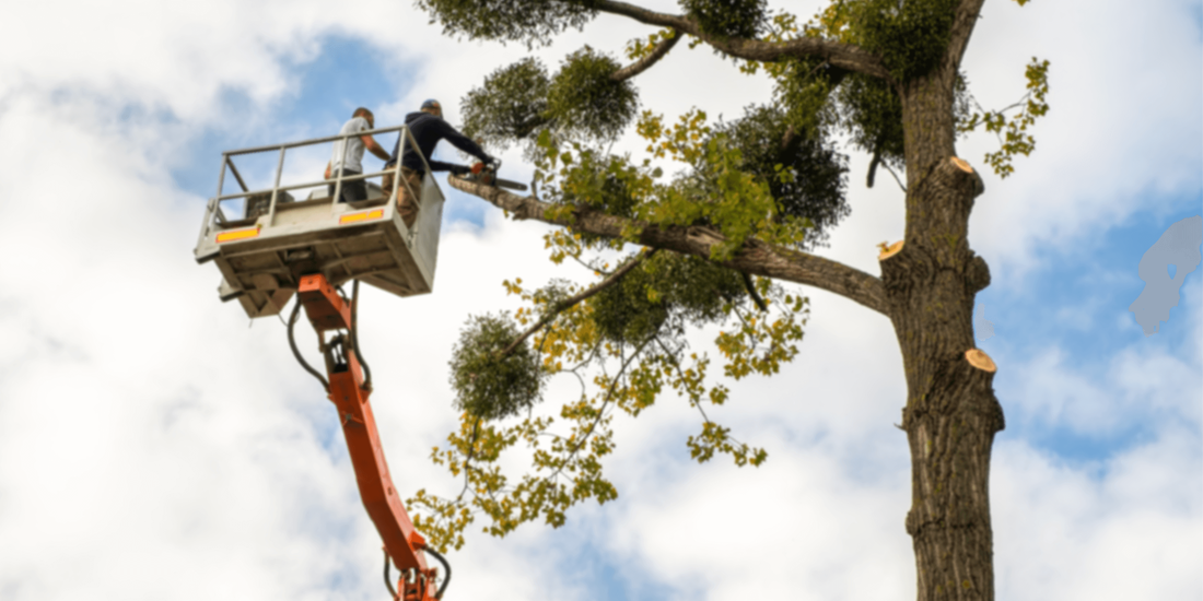 Paducah, KY's go-to for tree removal – Our skilled arborist ensuring a safe and efficient tree service