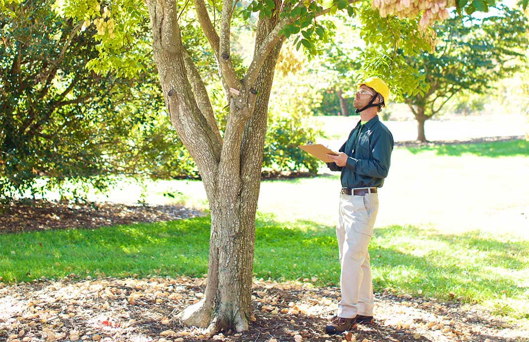 Certified arborist expertly cutting a tree for removal in Paducah, KY – Elevate your tree service with us