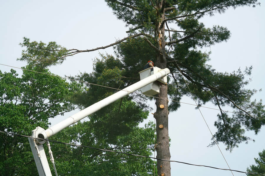 Efficient tree removal in Paducah, KY – Our arborist uses precision techniques for comprehensive service