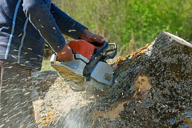 Certified tree removal specialist in Paducah, KY – Bringing precision and expertise to your tree service needs