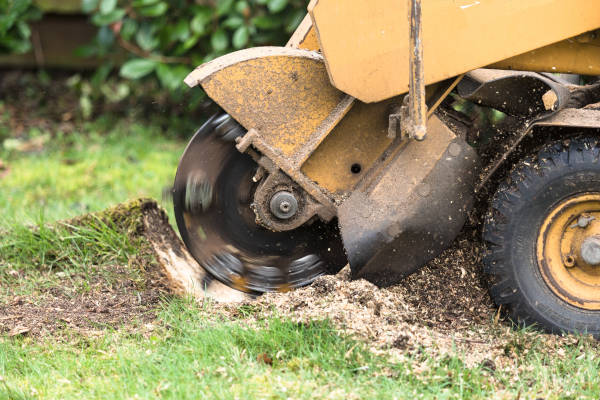 Top-rated stump grinding service in Paducah, KY – Witness our skilled professionals removing stumps with precision.