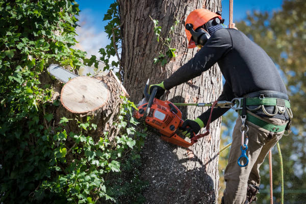 Arborists at the forefront: Providing professional tree removal in Paducah, KY for a healthier environment