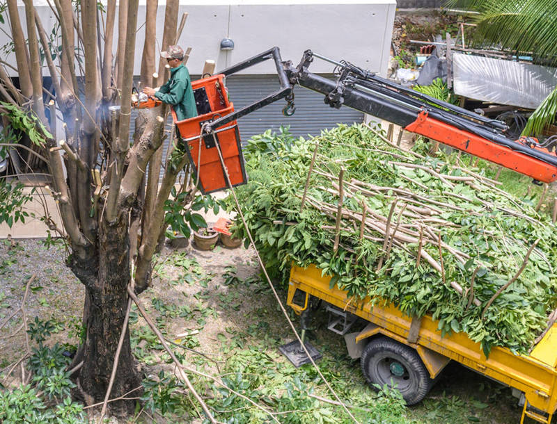 Tree removal excellence in Paducah, KY – Our certified arborist showcasing skill and efficiency